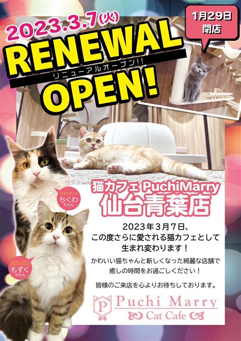 【2023年3月7日】猫カフェpuchimarry仙台青葉店リニューアルオープンのお知らせ 猫カフェ Puchi Marry（ぷちまりー）