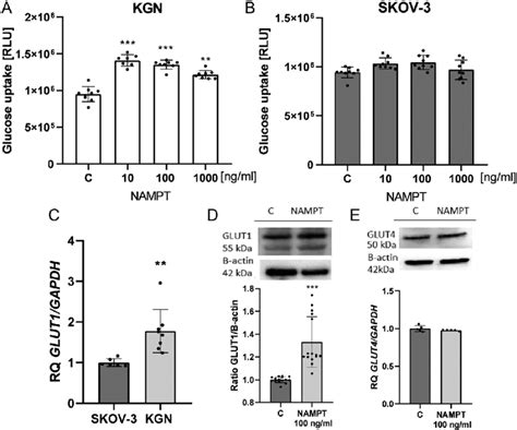 Effect Of Treatment With Visfatin Nampt Ng Ml For H On