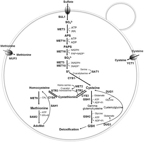 The Putative Sulfur Metabolism Pathway Involved In Sulfate