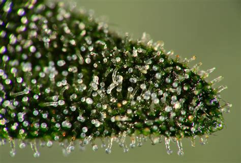 Here Is Why Cannabis Growers Crave For Trichomes On Their Flowers By Bruno Eastman