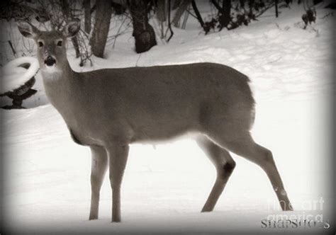 Momma Deer Full Body Photograph By Emily Kelley