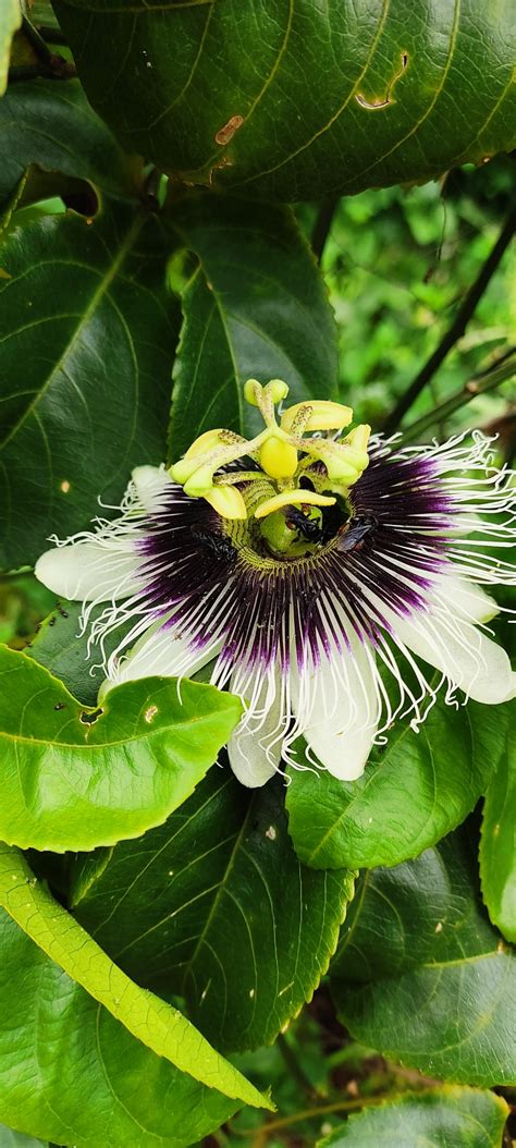 Passiflora Edulis F Flavicarpa O Deg