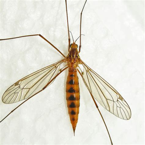 Ferruginous Tiger Crane Fly Nephrotoma Ferruginea Inaturalist Canada