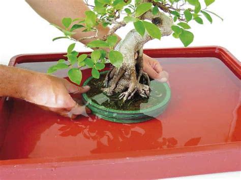 Regar Un Bonsai M Todos World Bonsai University