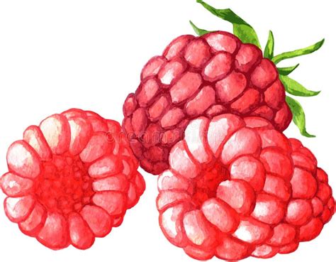 Malinka ilustracja wektor. Ilustracja złożonej z malinka - 11896530