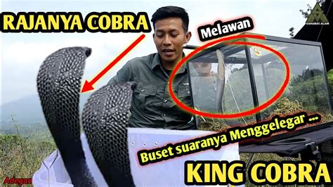 Raja Diatas Raja Ular Ular King Cobra Vs Cobra Jawa Jumbo Perbedaan