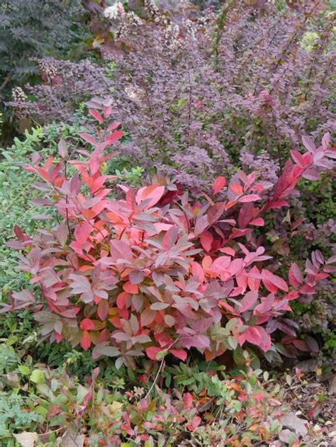 Interesting Fall Plant Combos Proven Winners Colorchoice Flowering