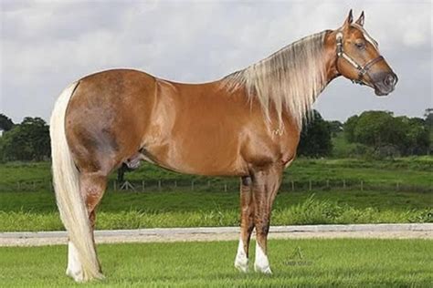 a brown horse standing on top of a lush green field