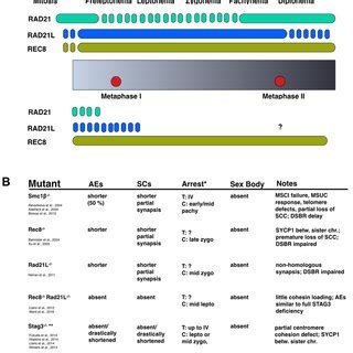 Overview of cohesins in meiosis and meiotic cohesin mutant ...