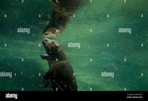 Baby hippo underwater hi-res stock photography and images - Alamy