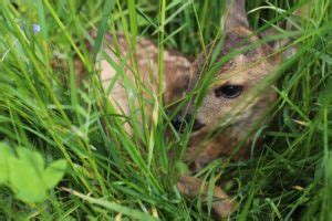 Millionen Euro F R Drohnen Zur Rehkitzrettung Nat Rlich Jagd