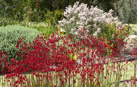 Gardening With Native Plants Australian Plants Society