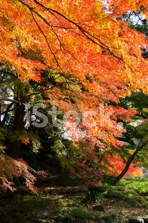 Japanese Maple Tree Leaves Stock Photo | Royalty-Free | FreeImages