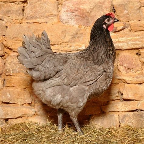 Acheter une poule grise cendrée poule pondeuse fermière Poule