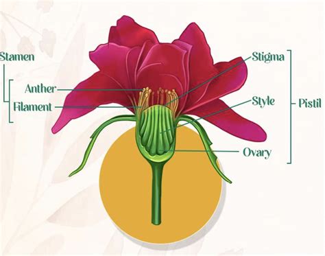 Male Vs Female Parts Of A Flower Kids Diagram