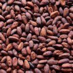 Buy Cocoa Beans From BOSMIC AGROCARE Limited Nigeria Tradewheel