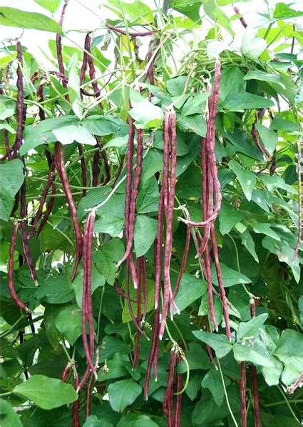 野菜・熱帯果樹の種 ＞ 豆類 ＞ つるありささげ 紫種 【約100粒入】