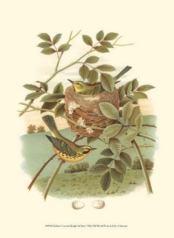 'Golden Crowned Kinglet & Nest' Art Print | Art.com | Nest art, Art prints, Bird art