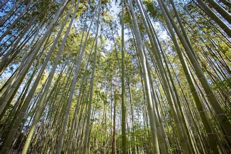 Bosque de bambú del santuario fushimi inari Foto Premium