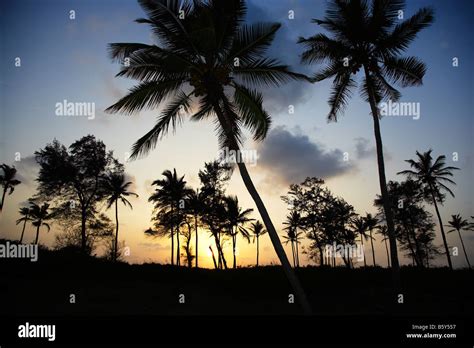 Coconut Trees Silhouetted At Sunset On Arambol Beach Goa India Stock