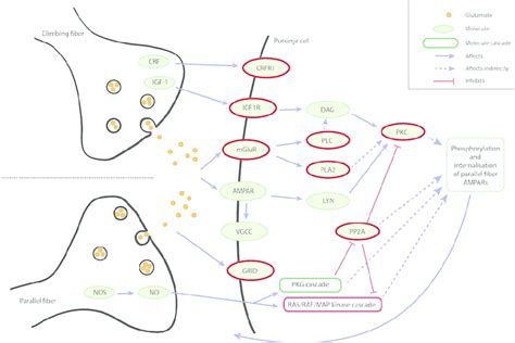 Synaptic Long Term Depression Pathway The Ltd Pathway Was Found To Be