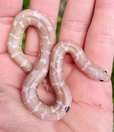 Paradox Snow Kenyan Sand Boa By Snk Kreatures Morphmarket