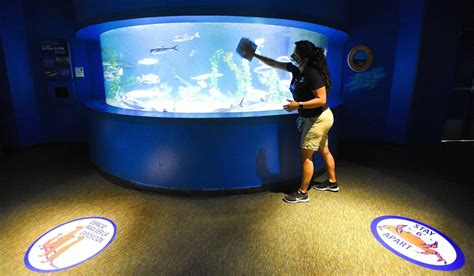 Maritime Aquarium reopens with these safety precautions