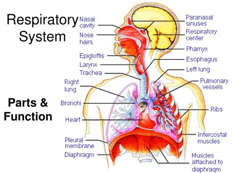 Ppt Respiratory System Powerpoint Presentation Free Download Id