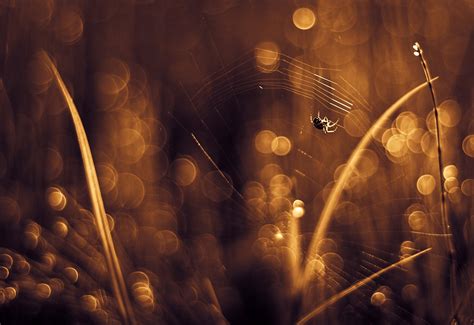 Sunlight Leaves Depth Of Field Night Nature Plants