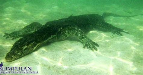 Melihat Habitat Biawak di Pulau Biawak Indramayu