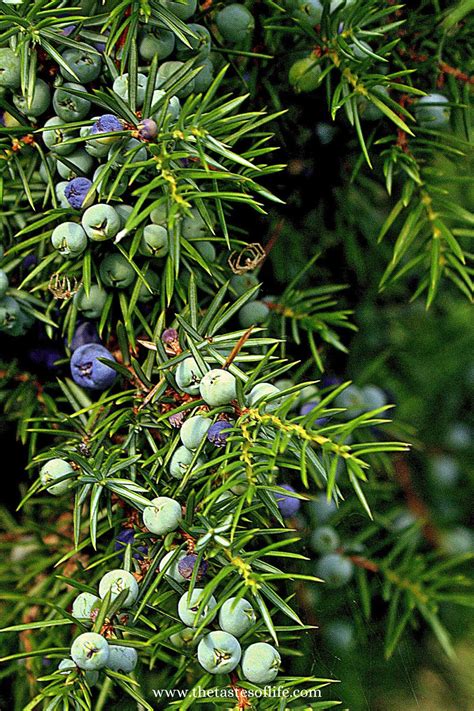 How to Use Juniper Berries in Cooking | The Tastes of Life Holistic ...