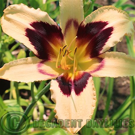 Volusion Spider Decadent Daylilies Australia