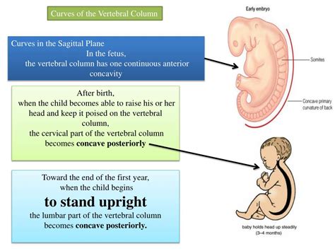 Ppt The Vertebral Column Powerpoint Presentation Free Download Id