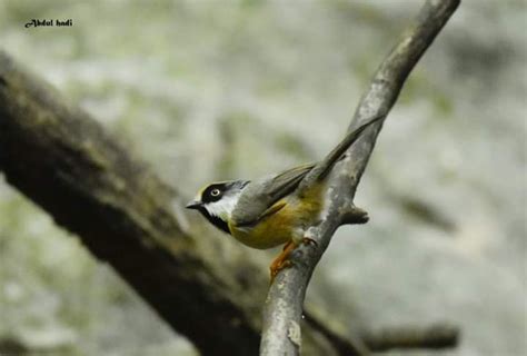 Birdwatching In Pakistan In Early Summer Indus Caravan Pvt Ltd