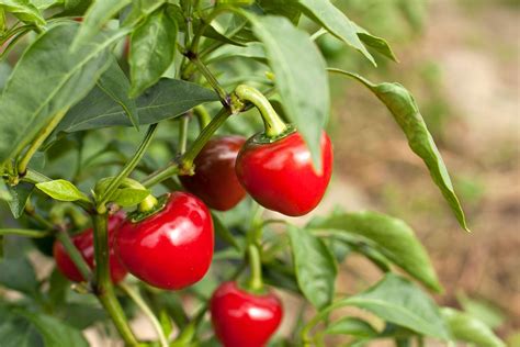 Pick A Pepper Plant Ground Cover The 11 Best Hot Peppers To Add To