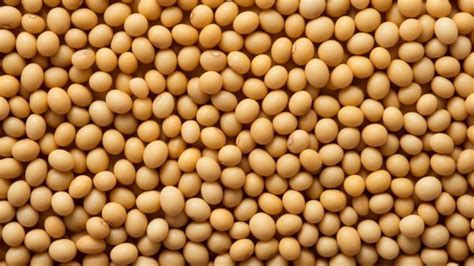 Soybean Price सोयाबीन की कीमतों मे भारी गिरावट 2000 रुपये क्विंटल का घाटा सह रहे हैं किसान