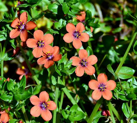 Scarlet Pimpernel A Once Common Wildflower Now In Decline Flickr