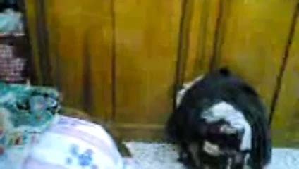 Arab Porn From Iraq Very Hard Anal Fuck Big Ass Porn XHamster