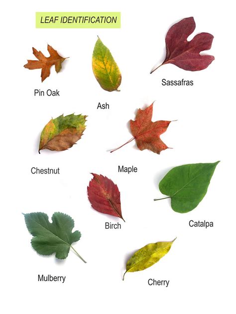 Nature Studies: Leaf Identification - Ziggity Zoom Family