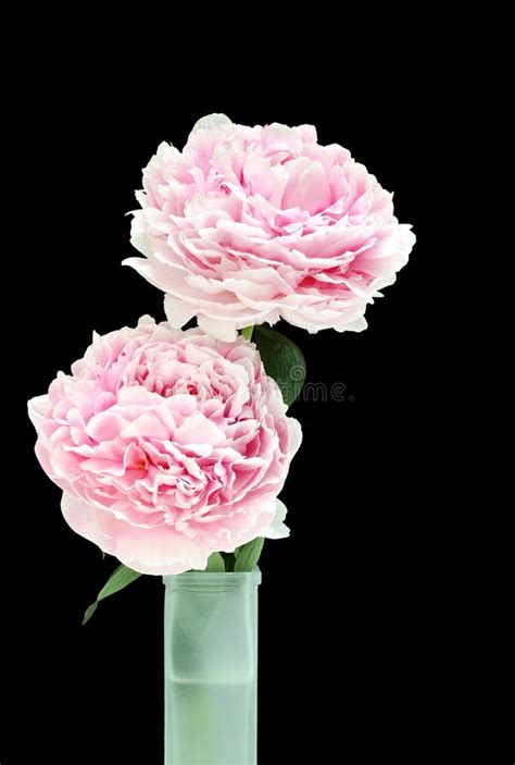 Two Beautiful Pink Peonies In A Vase Stock Photo Image Of Hybrid