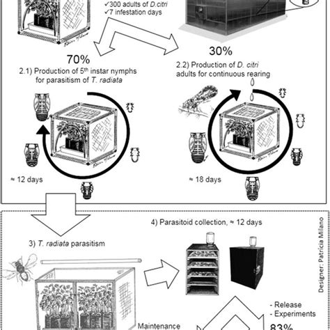 General Scheme For Rearing D Citri And For Mass Rearing Of T Radiata Download Scientific