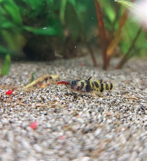 Its Not Easy Being Smol And Hangry R Aquariums