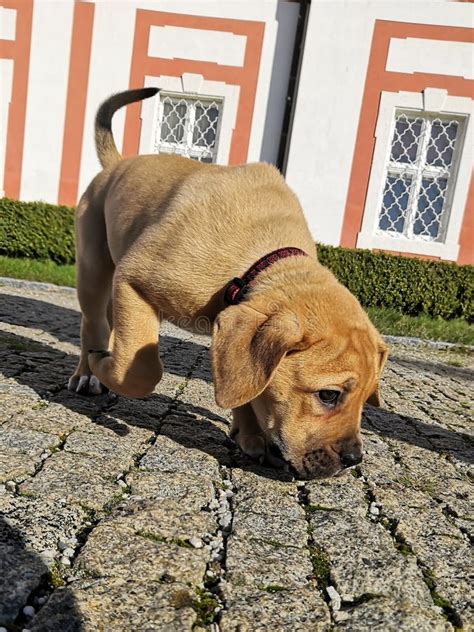 Beautiful and Cute Boerboel Puppy. Stock Photo - Image of beautiful ...