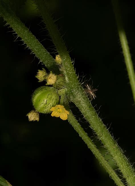 Flora Of Zambia Species Information Individual Images Mukia