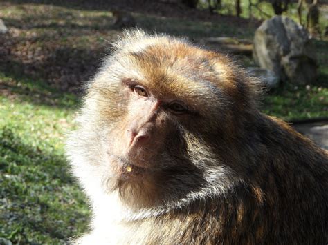images male africa mammal thoughtful close fauna primate
