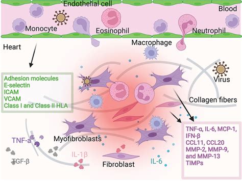 Fibroblast And Endothelial Cell Activation Fibroblasts Are Activated