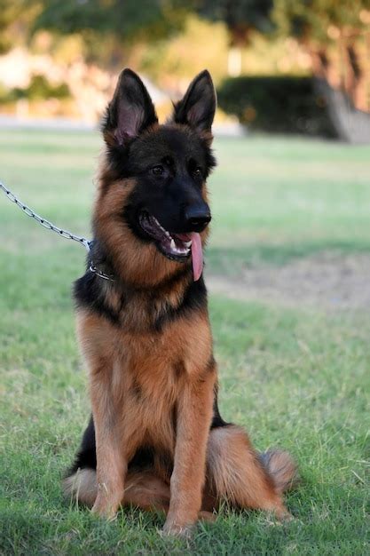 Retrato De Un Perro Sentado En El Campo Foto Premium