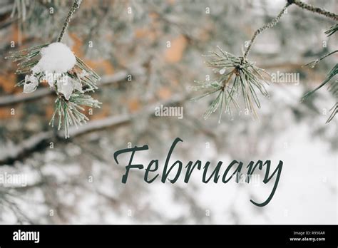 February Nature Backgrounds
