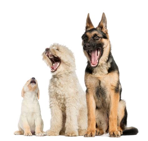 Dog Singing Stock Photos, Pictures & Royalty-Free Images - iStock