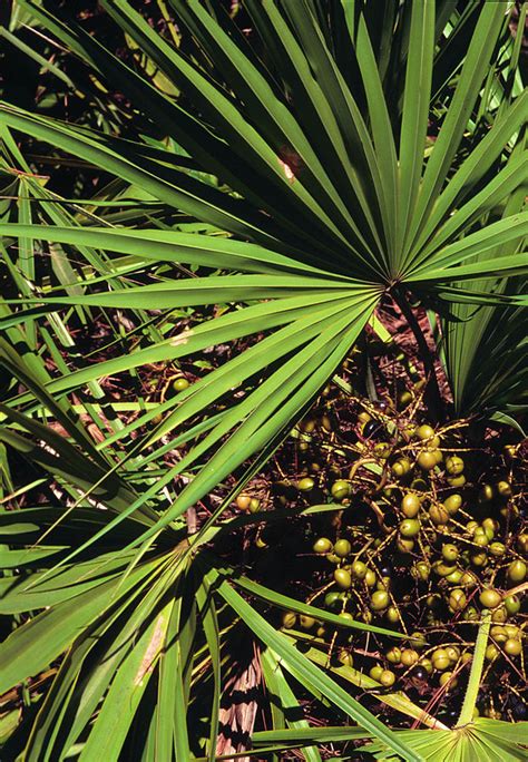 Herbal Fact Sheet Saw Palmetto The Creative Cottage